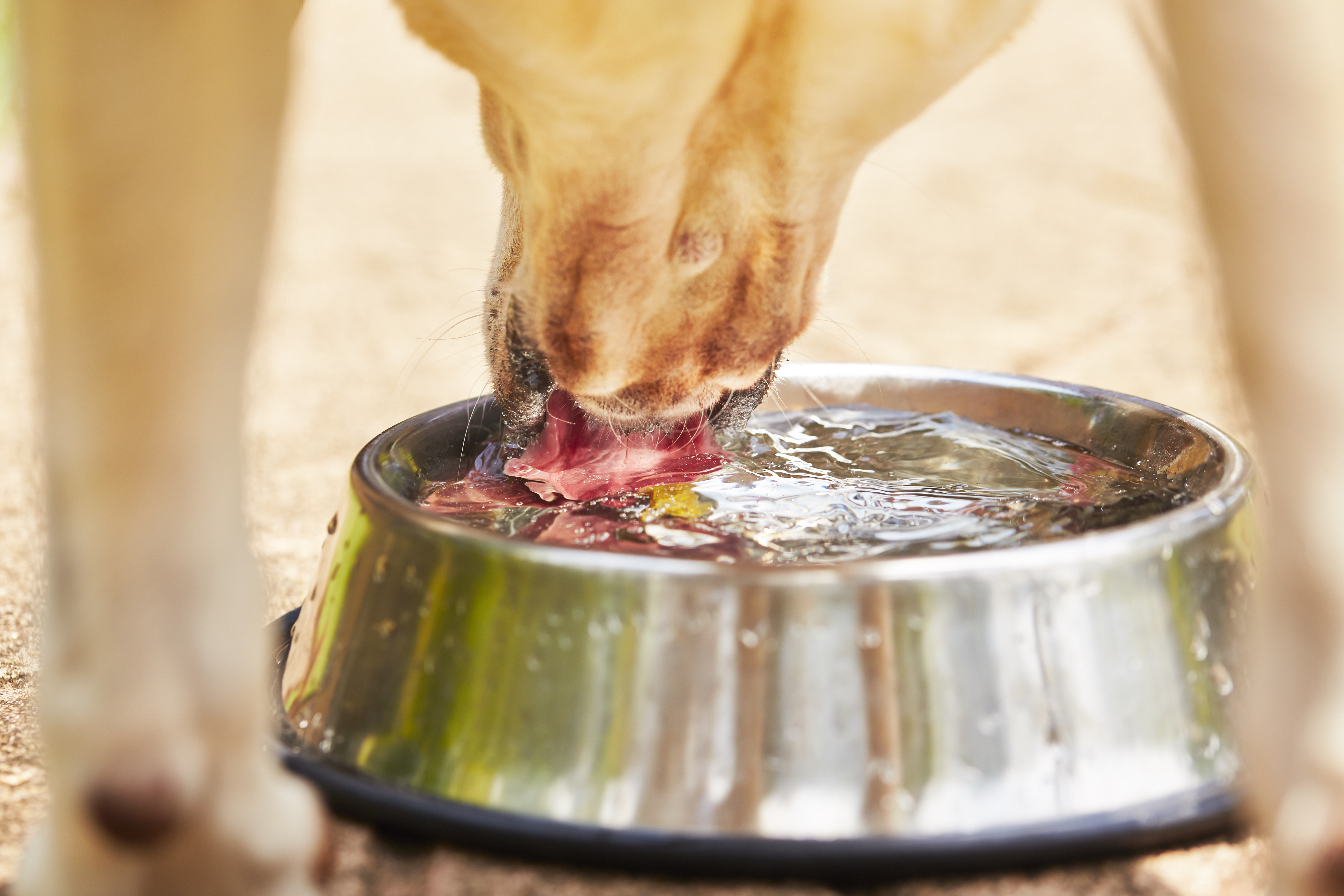 Как пьет собака замедленная. Собака пьет воду из миски. Собака лакает. Собачья миска с водой. Собака лакает воду.