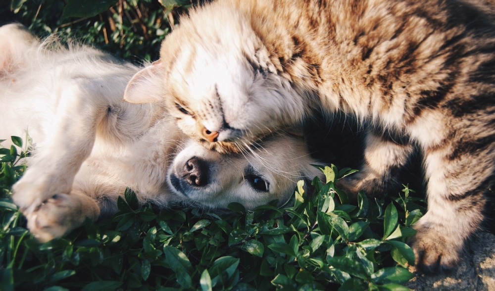 Wenn Sich Hund Und Katze Ein Zuhause Teilen Tierärztliche