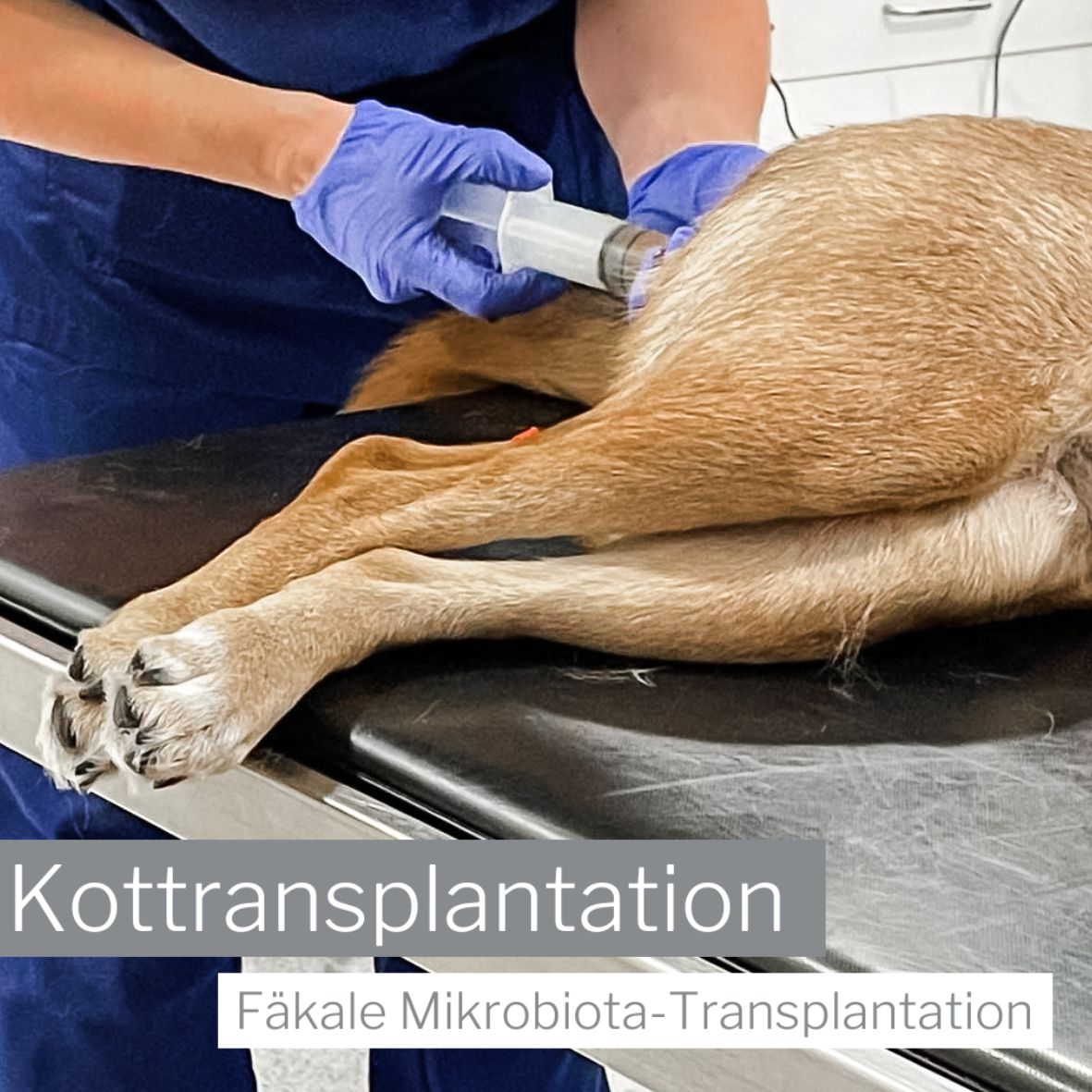 Kottransplantation